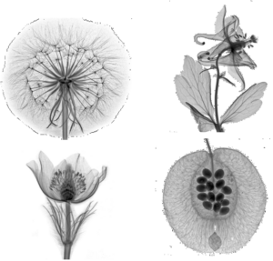 2D-Röntgenaufnahmen von verschiedenen Pflanzen, die Prof. Hammer für das neue Buch „Flora Norvegica Radiographica“ gemacht hat