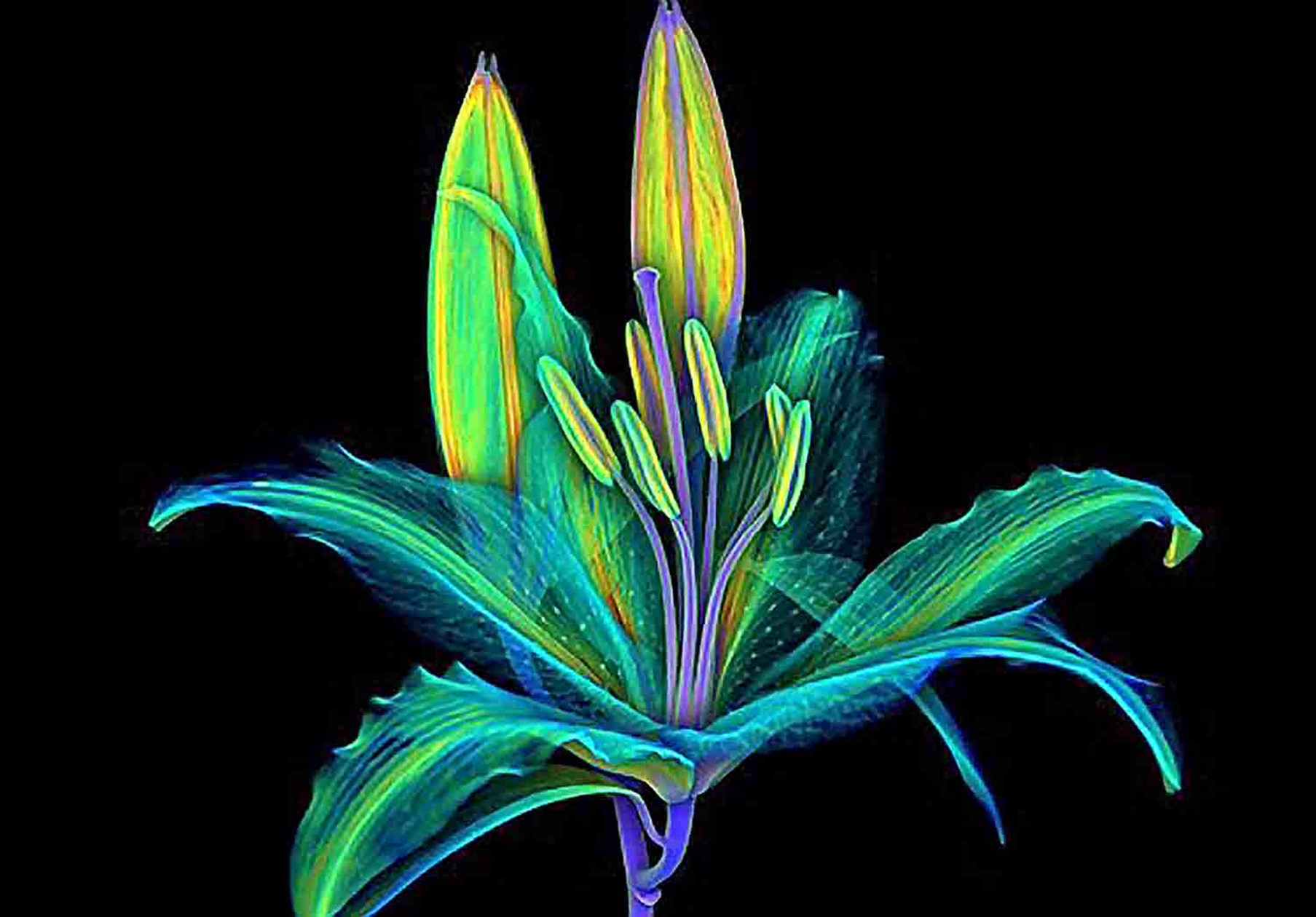 Nikon automated X-ray CT accelerates the Natural History Museum of ...