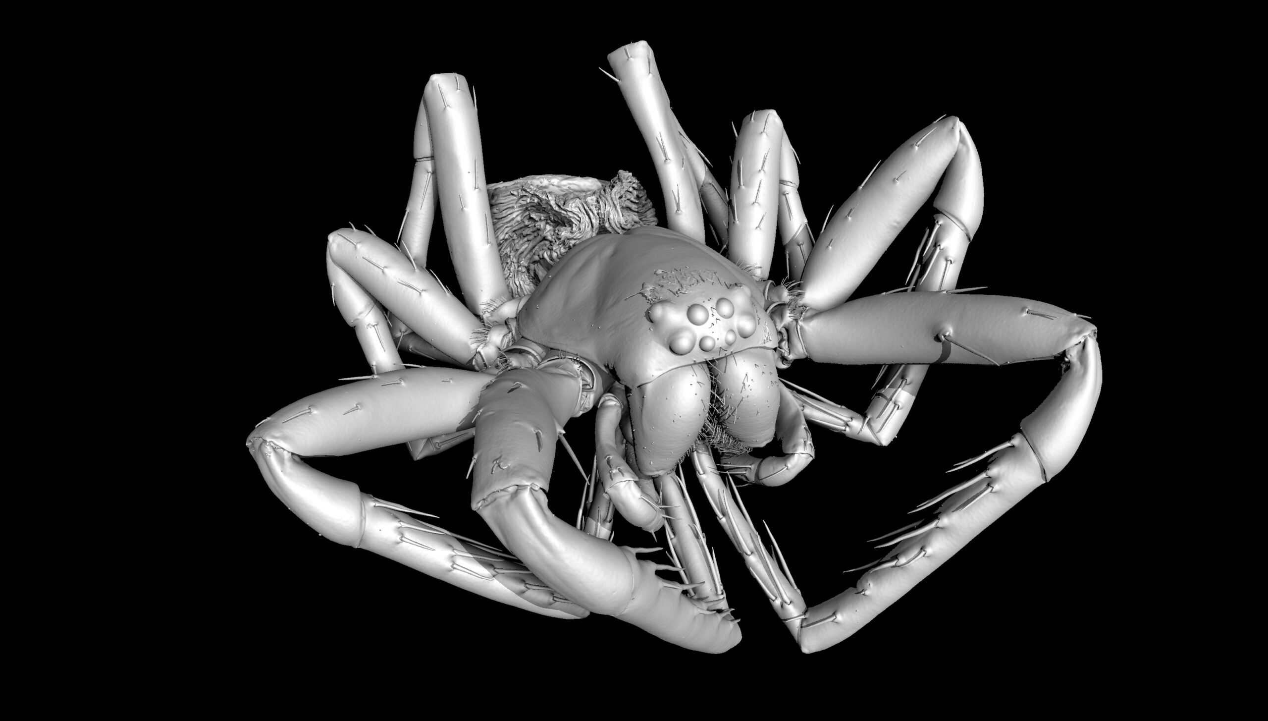 Exceptional high detail of the Nosferatu Spider.