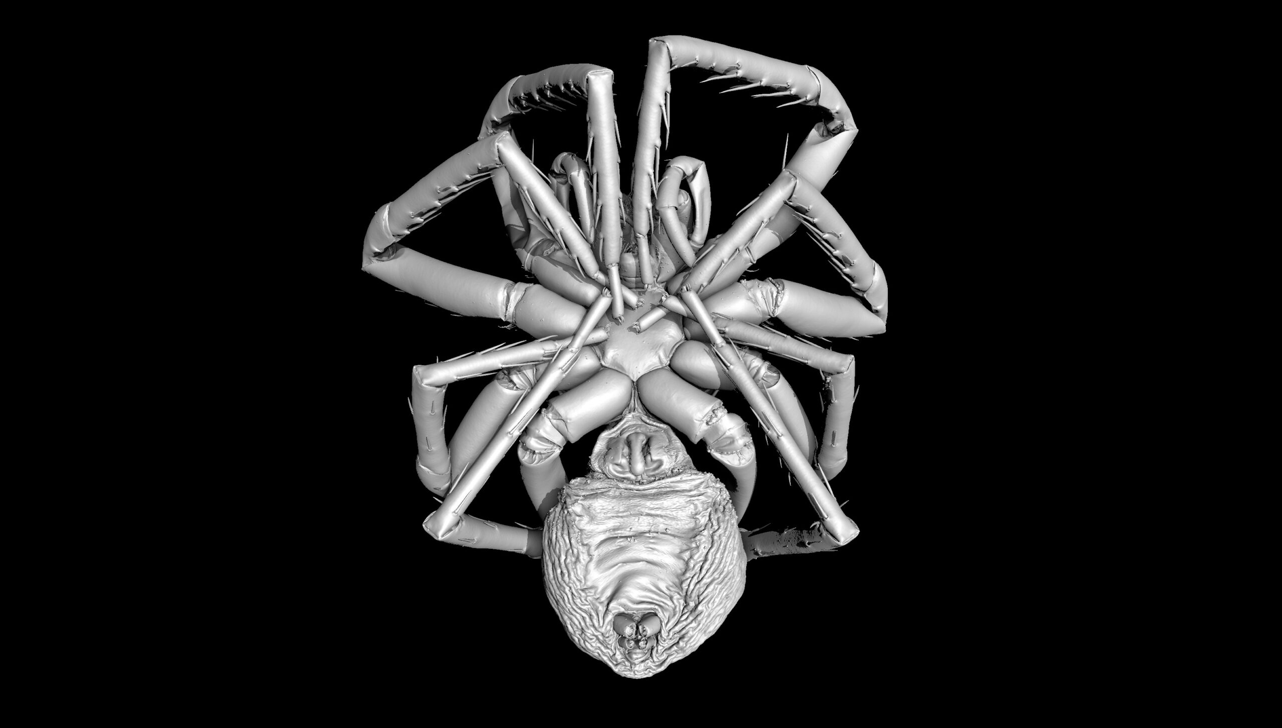 Detailed scan of a Nosferatu Spider. 