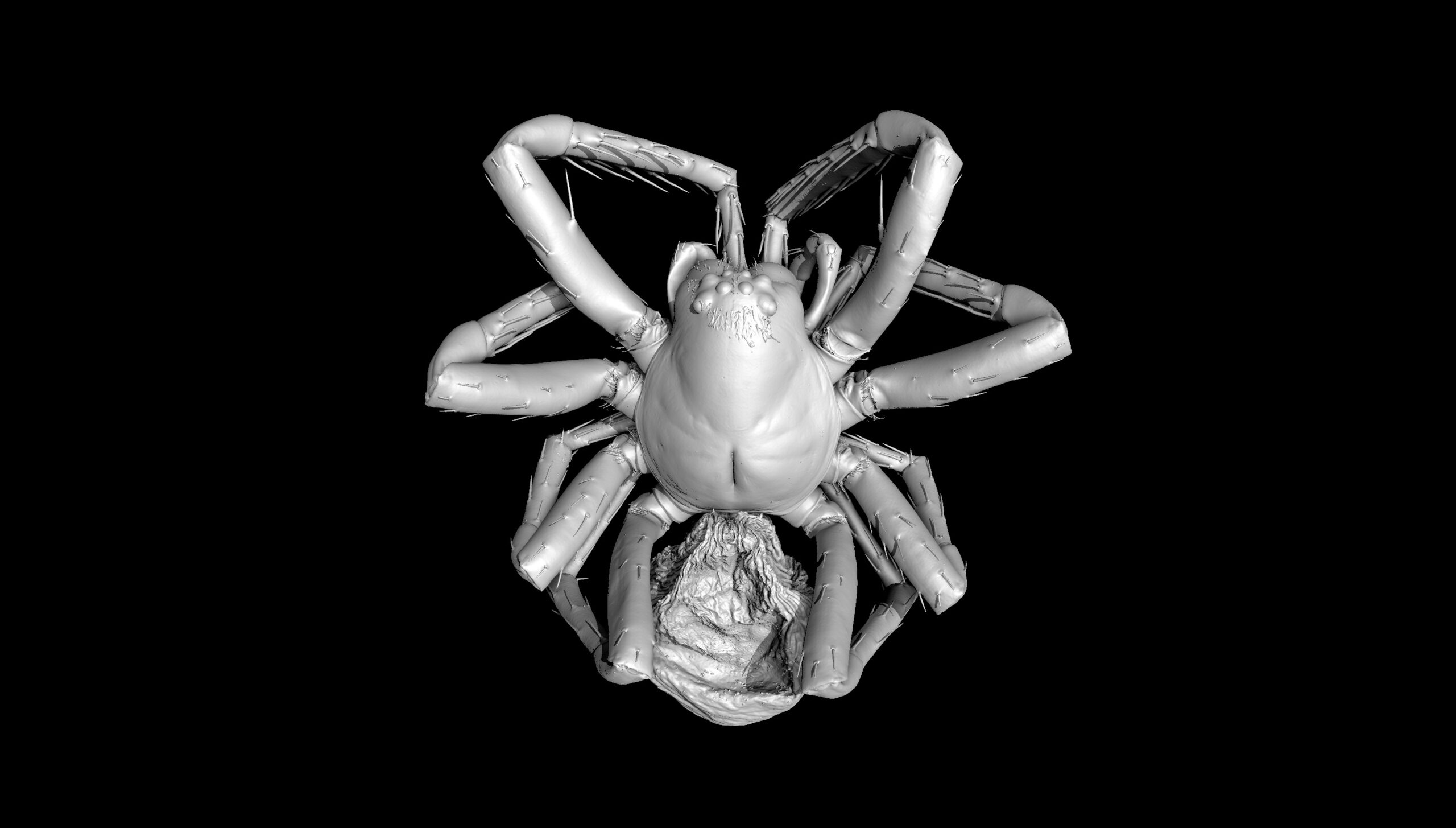 Scan of the Nosferatu Spider.