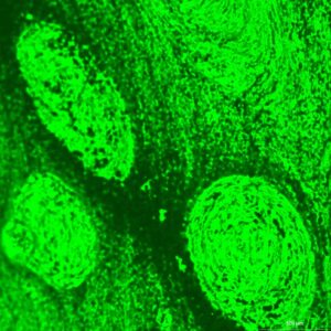 Here you can see how the filler (green) and bitumen (black) have distributed themselves in the mass after 5 hours. Magnification 50x.